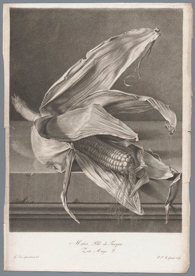 Maïs door Pierre François Legrand