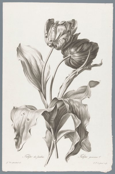 Tulp door Pierre François Legrand