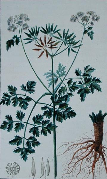 Botanische Plaat die Kervel afbeeldt, uit 