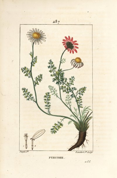 Afrikaanse pyrethrum - Spaanse kamille, Anthemis pyrethrum (Anacyclus pyrethrum) met bloemen, blad, stengel en wortels door Pierre Jean Francois Turpin