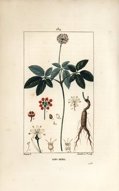 Amerikaanse ginseng door Pierre Jean Francois Turpin