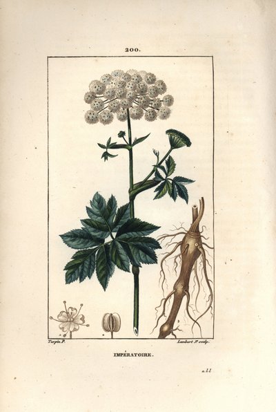 Benzoin of imperatoire - Meesterwortel, Imperatoria ostruthium, met bloem, blad en wortel. Handgekleurde stipple kopergravure door Lambert Junior naar een tekening van Pierre Jean-Francois Turpin uit Chaumeton, Poiret en Chamberet