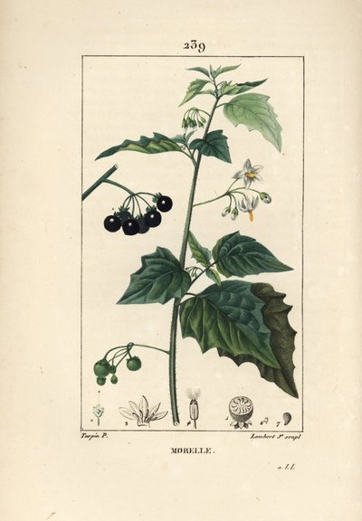 Zwarte nachtschade, Solanum nigrum, met bloem, blad en zaad door Pierre Jean Francois Turpin