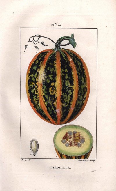 Botanisch: pompoen. Handgekleurde stipple kopergravure door Lambert naar een tekening van Pierre Jean-Francois Turpin uit Chaumeton, Poiret et Chamberet