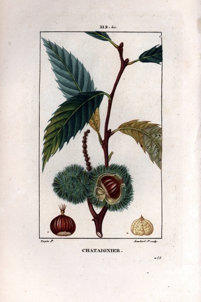 Kastanjetak met vrucht (kastanje) - Tamme kastanjeboom, Castanea sylvestris. Handgekleurde stipple kopergravure door Lambert Junior naar een tekening van Pierre Jean-Francois Turpin uit Chaumeton, Poiret et Chamberet