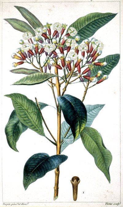 Kruidnagelboom en kruidnagel, midden 19e eeuw (lithografie) door Pierre Jean Francois Turpin