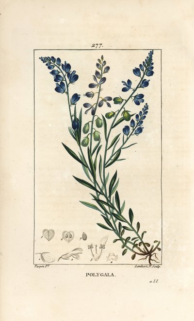 Gewone Melkwort - Melkwort, Polygala vulgaris, met bloem, blad, stengel en wortel. Handgekleurde stipple kopergravure door Lambert Junior naar een tekening van Pierre Jean-Francois Turpin uit Chaumeton, Poiret en Chamberet