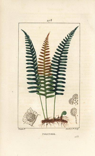 Gewone eikvaren - Polypody varen, Polypodium vulgare, met blad, zaad en wortel door Pierre Jean Francois Turpin