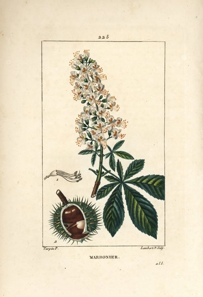 Gewone kastanje, paardenkastanje, Aesculus hippocastanum, met bloem, blad en zaad door Pierre Jean Francois Turpin