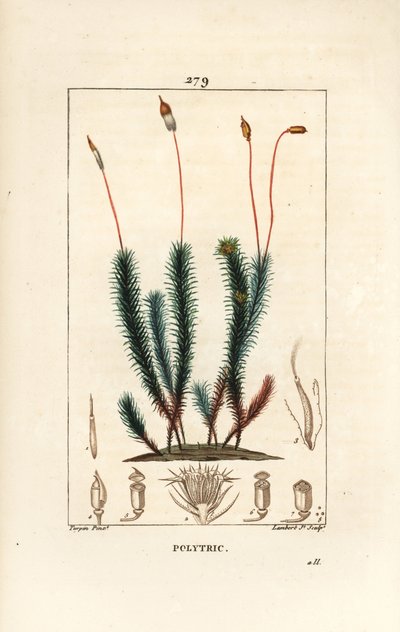 Gewone haarmos door Pierre Jean Francois Turpin