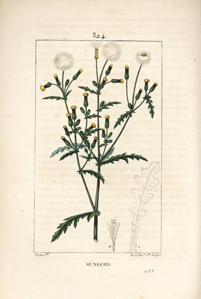 Gewone senecon - Gewone grondsel, met bloem, blad, zaad, stengel en bladomtrek door Pierre Jean Francois Turpin
