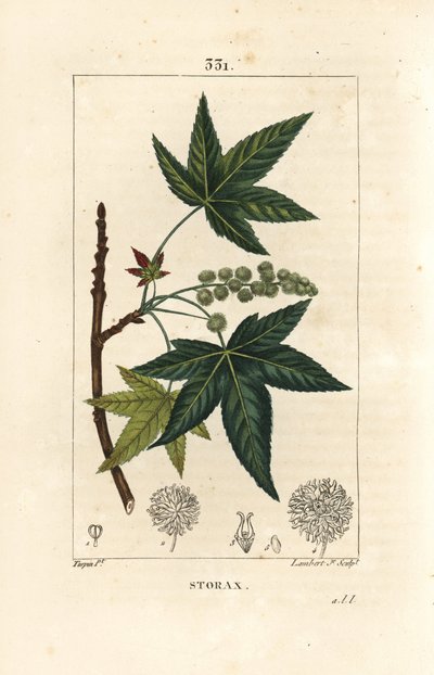 Copalm van Amerika of Liquidambar - Storax of vloeibare amber, Liquidambar styraciflua. Handgekleurde stipple kopergravure door Lambert Junior door Pierre Jean Francois Turpin