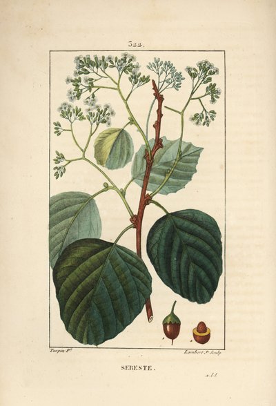 Huiselijke Sebestier - Assyrische pruim of lasura, Cordia myxa, met bloem, blad, stengel en vrucht door Pierre Jean Francois Turpin