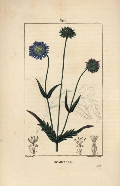 Veldknautia of veldscabiosa - Veldscabiosa, Knautia arvensis, met bloem, blad, steel, zaad en bladomtrek door Pierre Jean Francois Turpin