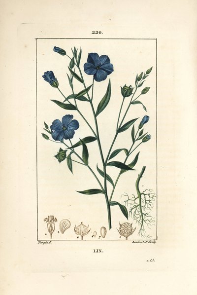 Vlas, Lijnzaad, Linum sativum, met bloem, blad en zaad door Pierre Jean Francois Turpin
