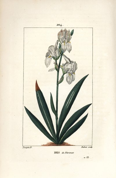 Florentijnse iris, Florence iris - Florentijnse iris, Iris florentina, bloem en blad. Handgekleurde stipple kopergravure door Dubois naar een tekening van Pierre Jean-Francois Turpin uit Chaumeton, Poiret en Chamberet