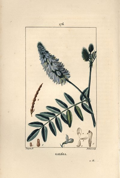 Galega, Galega officinalis, met bloem, blad en zaad door Pierre Jean Francois Turpin