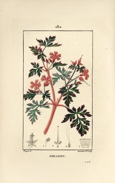 Geranium gras Robert door Pierre Jean Francois Turpin
