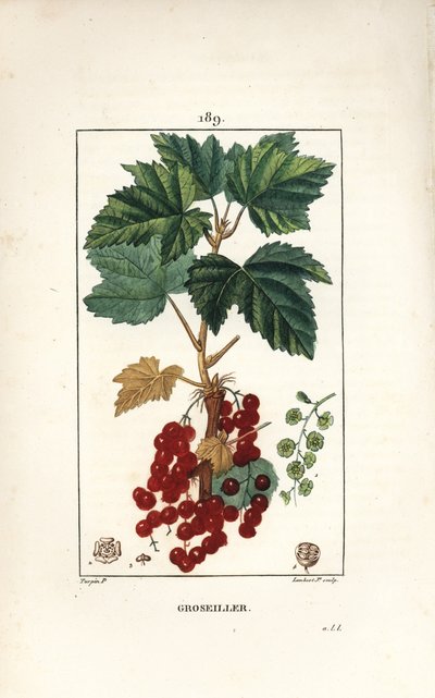 Gooseillier een trossen door Pierre Jean Francois Turpin