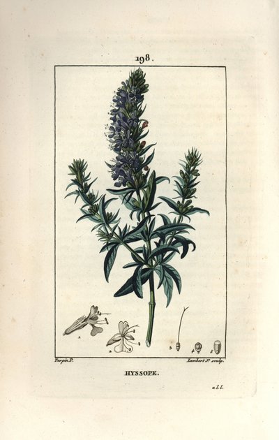 Hyssop officinale of hyssop - Hyssop, Hyssopus officinalis. Handgekleurde stipple kopergravure door Lambert Junior naar een tekening van Pierre Jean-Francois Turpin uit Chaumeton, Poiret en Chamberet