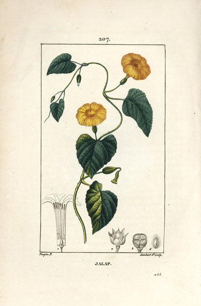 Jalap, Convolvulus jalappa, met bloem, blad en wortel door Pierre Jean Francois Turpin