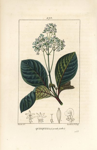 Ladenbergia oblongifolia (Cinchona magnifolia), met bloem, tak, blad en zaad door Pierre Jean Francois Turpin