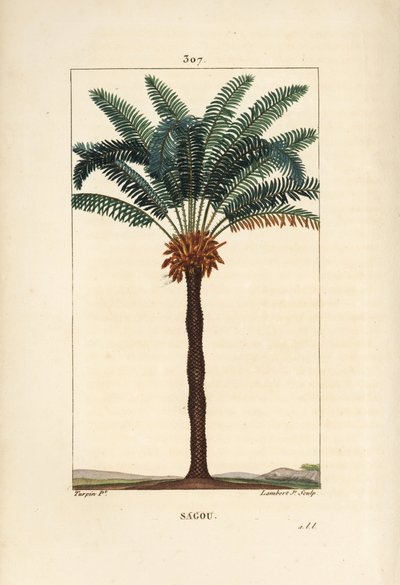 Grote tak of grote cycas - Koningin sago, Cycas circinalis, met blad, zaad en stam door Pierre Jean Francois Turpin