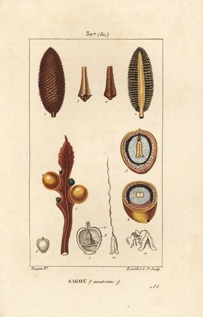 Grote tak of grote cycaszaden - Koning sago, Cycas circinalis, met zaad en doorsnede door Pierre Jean Francois Turpin