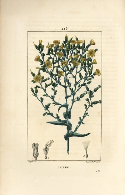 Sla door Pierre Jean Francois Turpin