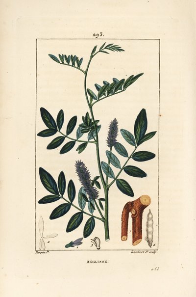 Zoethout, Glycyrrhiza glabra, met bloem, blad, schors, houtachtige tak en zaad door Pierre Jean Francois Turpin