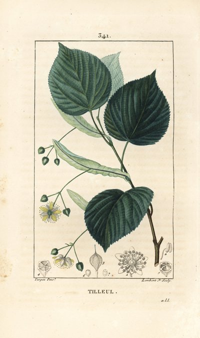Lindeboom door Pierre Jean Francois Turpin