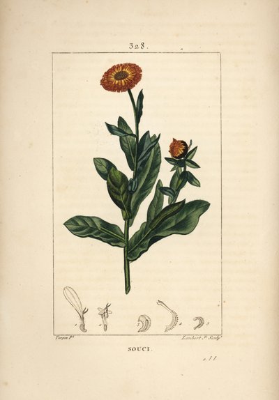 Goudsbloem, Calendula officinalis, met bloem, blad en stengel door Pierre Jean Francois Turpin