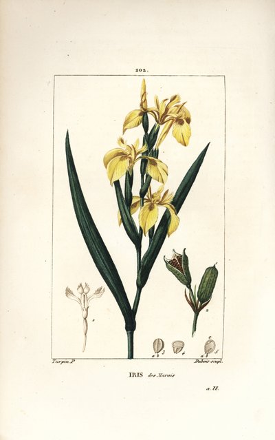 Moerasiris of Gele wateriris, Iris palustris lutea, met bloem, blad en zaaddoos door Pierre Jean Francois Turpin