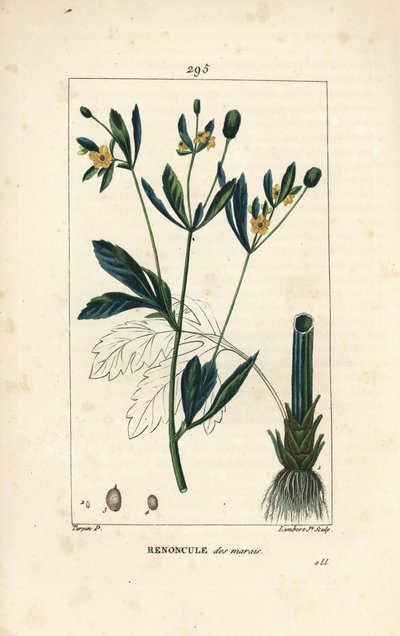 Moerasdotterbloem, moerasbevolking of watergoudsbloem - Moerasgoudsbloem of moerasboterbloem, Caltha palustris (Ranunculus palustris), met bloem, blad, stengel, wortel en zaad. Handgekleurde stipple kopergravure door Lambert Junior naar een tekening van Pi door Pierre Jean Francois Turpin