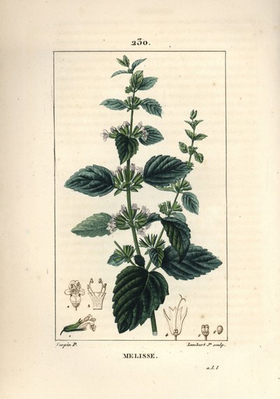 Melisse des jardins of melisse gekweekt - Citroenmelisse, Melissa hydrtensis. Handgekleurde stipple kopergravure door Lambert Junior naar een tekening van Pierre Jean-Francois Turpin uit Chaumeton, Poiret en Chamberet