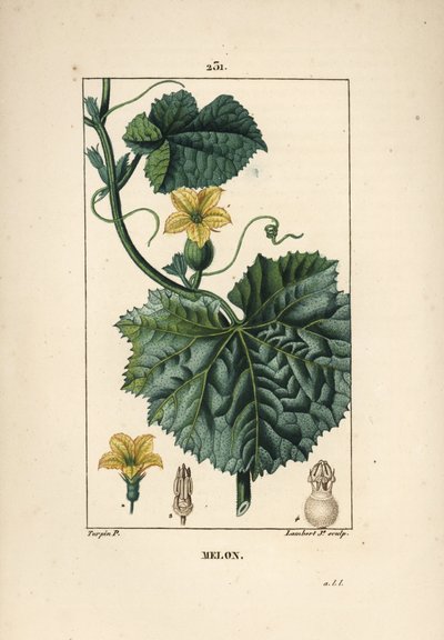 Meloenbloemen door Pierre Jean Francois Turpin