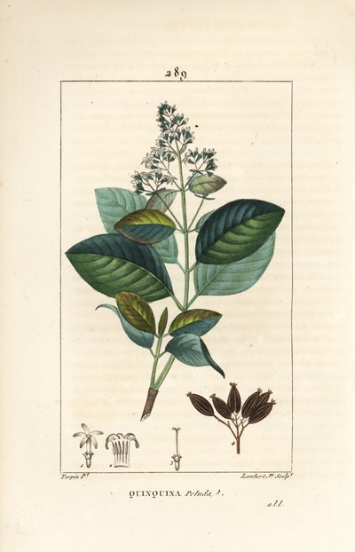 Michurago of fruta de mono, Ladenbergia macrocarpa (Cinchona ovalifolia), met bloem, blad, stengel en zaad door Pierre Jean Francois Turpin