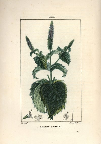 Kroes munt, frizzy of hol - Gekrulde munt, Mentha crispa. Handgekleurde stipple kopergravure door Lambert Junior naar een tekening van Pierre Jean-Francois Turpin uit Chaumeton, Poiret en Chamberet