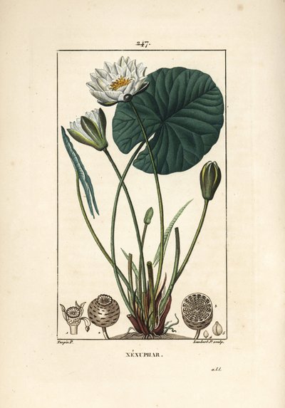 Witte waterlelie door Pierre Jean Francois Turpin