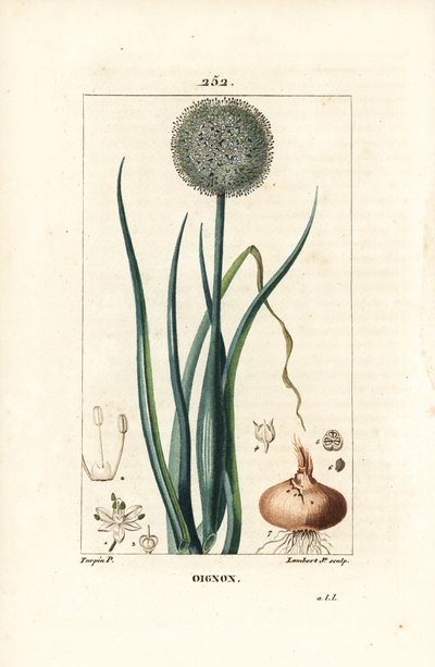 Ui - Ui, Allium cepa, met bloem, blad, bol en wortels. Handgekleurde stipple kopergravure door Lambert Junior naar een tekening van Pierre Jean-Francois Turpin uit Chaumeton, Poiret en Chamberet