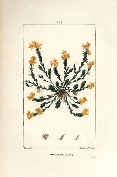 Orpin acre - Goudsedum, Sedum acre. Handgekleurde stipple kopergravure door Lambert Junior naar een tekening van Pierre Jean-Francois Turpin uit Chaumeton, Poiret en Chamberet