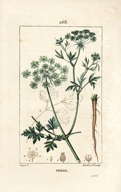Tuinpeterselie, Petroselinum crispum, met bloem, blad, stengel, wortel en zaad. Handgekleurde stipple kopergravure door Lambert Junior naar een tekening van Pierre Jean-Francois Turpin uit Chaumeton, Poiret en Chamberet