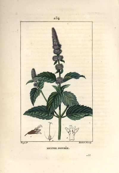 Pepermunt - Pepermunt, Mentha piperita. Handgekleurde stipple kopergravure door Lambert Junior naar een tekening van Pierre Jean-Francois Turpin uit Chaumeton, Poiret en Chamberet