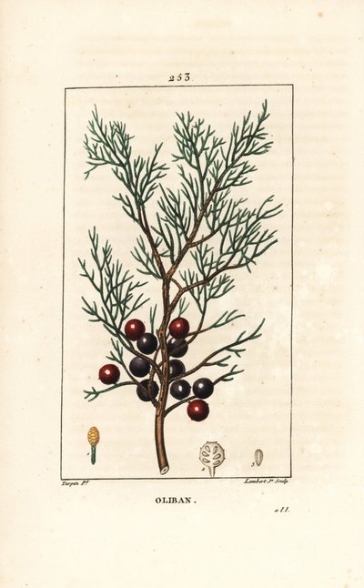 Fenicie of Lycia Jeneverbes of Rode Jeneverbes - Fenicische jeneverbes, arar, of wierook, Juniperus phoenicea, met tak, blad en bes. Handgekleurde stipple kopergravure door Lambert Junior naar een tekening van Pierre Jean-Francois Turpin uit Chaumeton, Po door Pierre Jean Francois Turpin