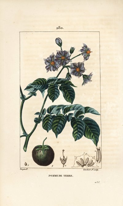 Aardappel door Pierre Jean Francois Turpin