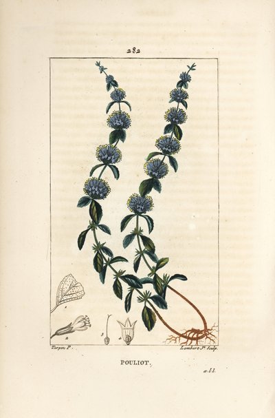 Pouliot munt - Polei munt, Mentha pulegium, met bloem, blad, stengel, wortel en zaad door Pierre Jean Francois Turpin