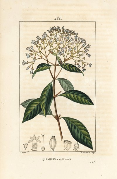 Kinaboom - Kinine of Peruaanse schorsboom, Cinchona officinalis, met bloem, tak, blad en zaad door Pierre Jean Francois Turpin