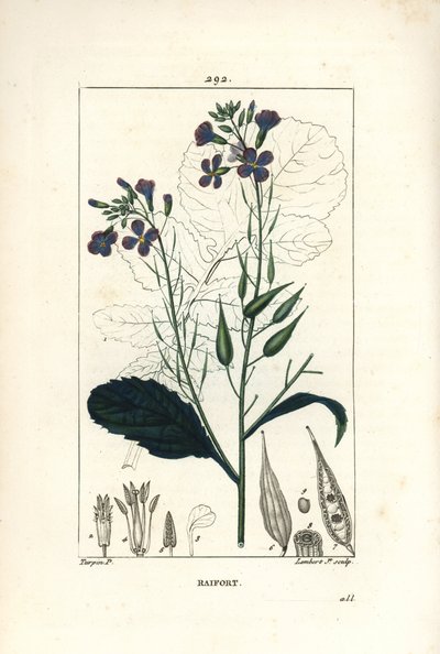Radijs - Radijs, Raphanus sativus, met bloem, blad, zaad en bladomtrek door Pierre Jean Francois Turpin