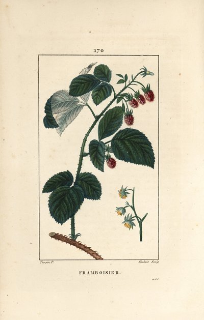 Framboos, Rubus idaeus, met bloemen, bladeren, doornen en rijpe vruchten door Pierre Jean Francois Turpin