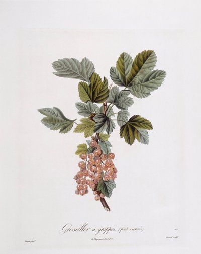 Rode bes (Ribes rubrum), botanische plaat door Pierre Jean Francois Turpin door Pierre Jean Francois Turpin